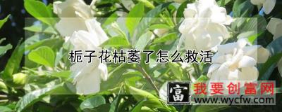 栀子花枯萎了怎么救活