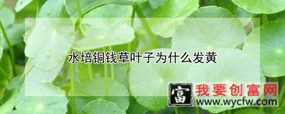 水培铜钱草叶子发黄是什么原因