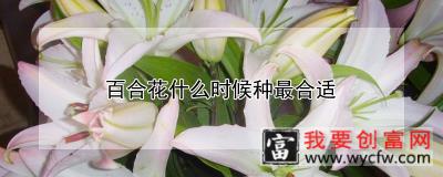 百合花什么时候种最合适