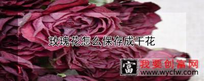 玫瑰花怎么保存成干花