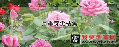 月季芽尖枯焦