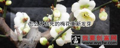 怎么让枯死的梅花重新发芽