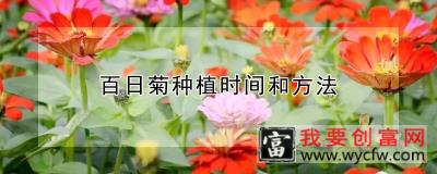 百日菊种植时间和方法