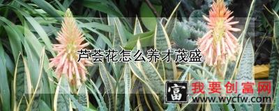 芦荟花怎么养才茂盛