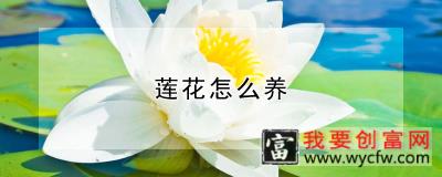 莲花怎么养