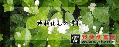 茉莉花怎么种植