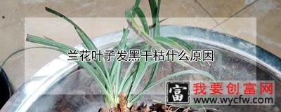 兰花叶子发黑干枯什么原因