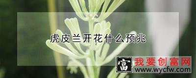 虎皮兰开花什么预兆