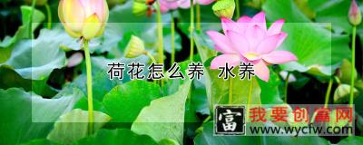 荷花怎么养 水养