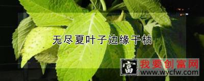 无尽夏叶子边缘干枯