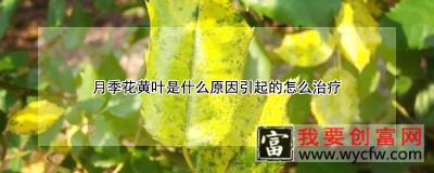 月季花黄叶是什么原因引起的怎么治疗