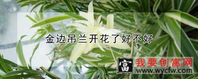 金边吊兰开花了好不好