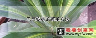 巴西铁树的繁殖方法