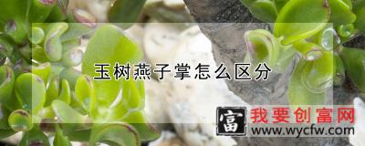 玉树燕子掌怎么区分