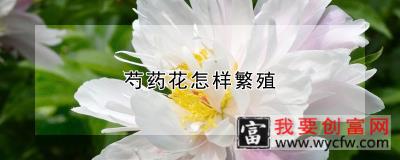 芍药花怎样繁殖