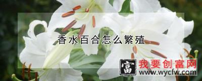 香水百合怎么繁殖