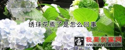 绣球花焉了是怎么回事