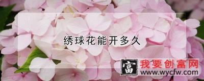 绣球花能开多久