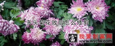 多头菊花败后怎么修剪