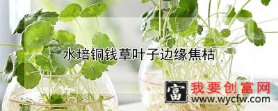 水培铜钱草叶子边缘焦枯