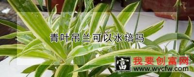 青叶吊兰可以水培吗