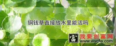 铜钱草直接放水里能活吗