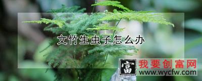 文竹生虫子怎么办