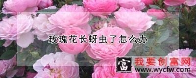 玫瑰花长蚜虫了怎么办