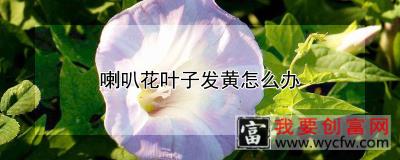 喇叭花叶子发黄怎么办