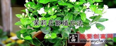 茉莉花繁殖方法