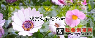 观赏菊花怎么养