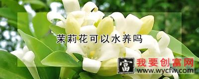 茉莉花可以水养吗