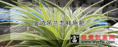 金边吊兰怎样施肥