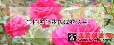 怎样防盆栽玫瑰花长虫