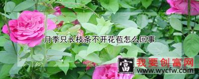 月季只长枝条不开花苞怎么回事