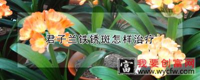 君子兰铁锈斑怎样治疗