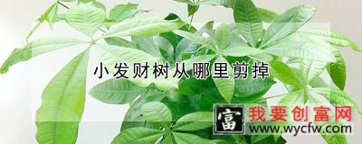 小发财树从哪里剪掉