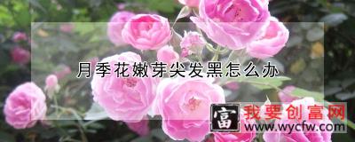 月季花嫩芽尖发黑怎么办