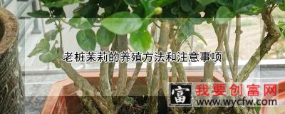 老桩茉莉的养殖方法和注意事项