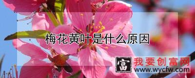 梅花黄叶是什么原因