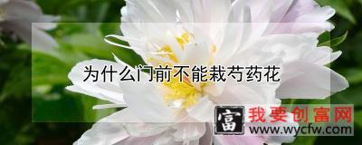 为什么门前不能栽芍药花