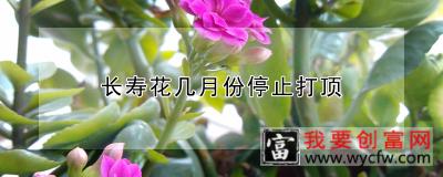 长寿花几月份停止打顶