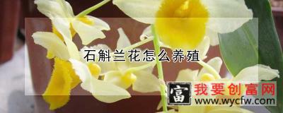 石斛兰花怎么养殖