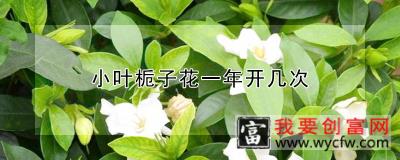 小叶栀子花一年开几次