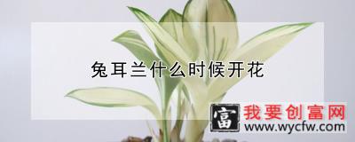 兔耳兰什么时候开花