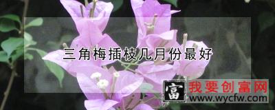 三角梅插枝几月份最好