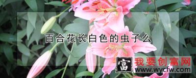 百合花长白色的虫子么