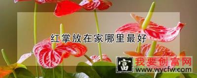 红掌放在家哪里最好