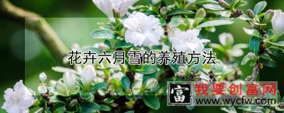 花卉六月雪的养殖方法