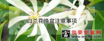 白兰花换盆注意事项